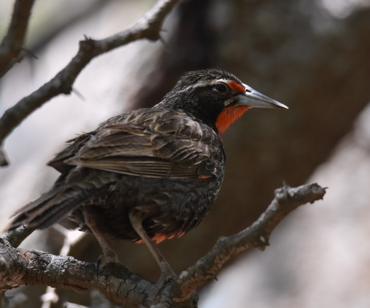 Long-tailed Meadowlark - ML627828755