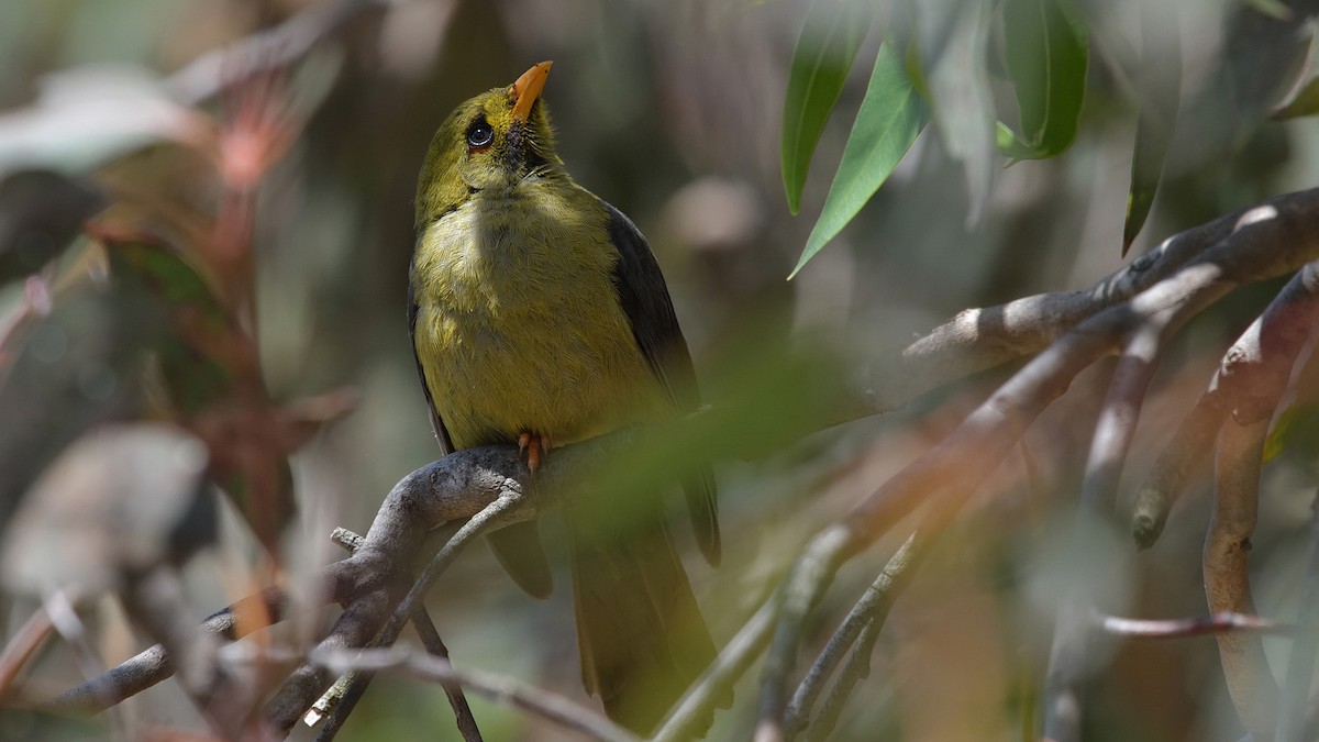 Bell Miner - ML627828772