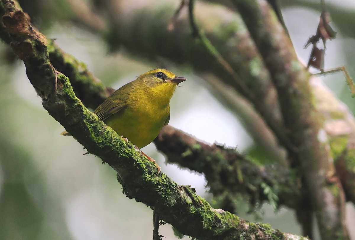 Cuzco Warbler - ML627828774