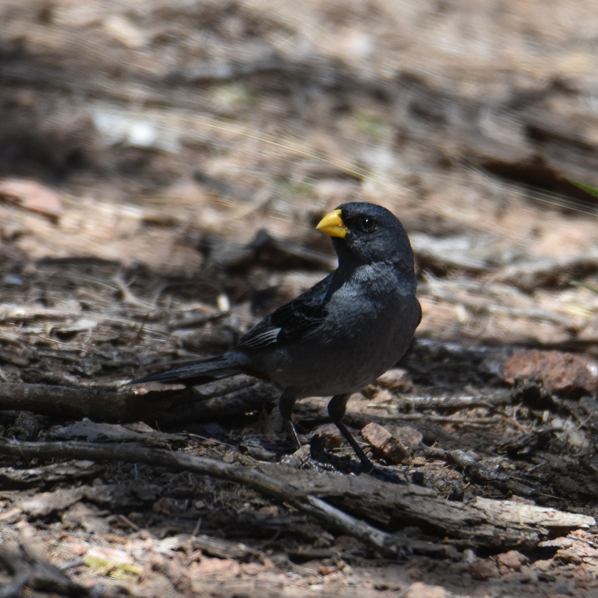 Band-tailed Seedeater - ML627828777