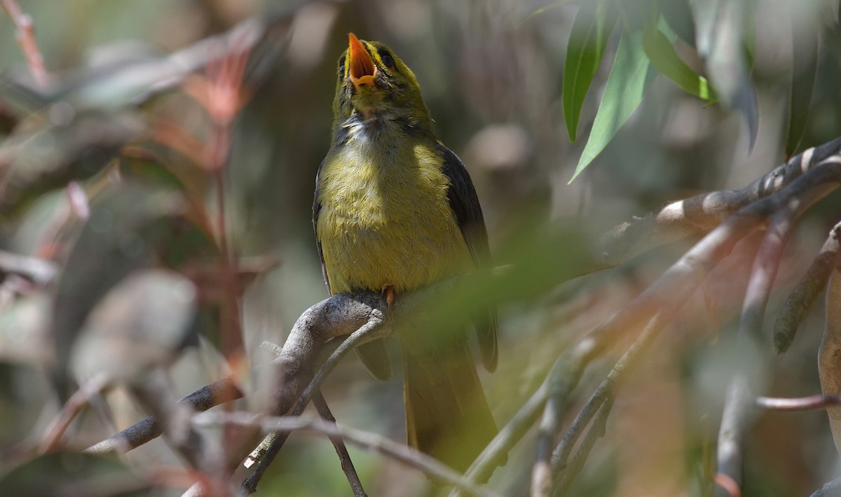 Bell Miner - ML627828779