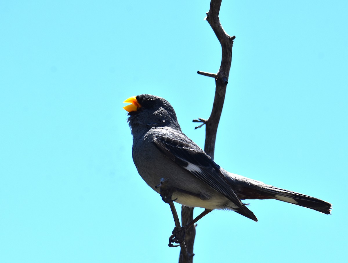 Band-tailed Seedeater - ML627828780