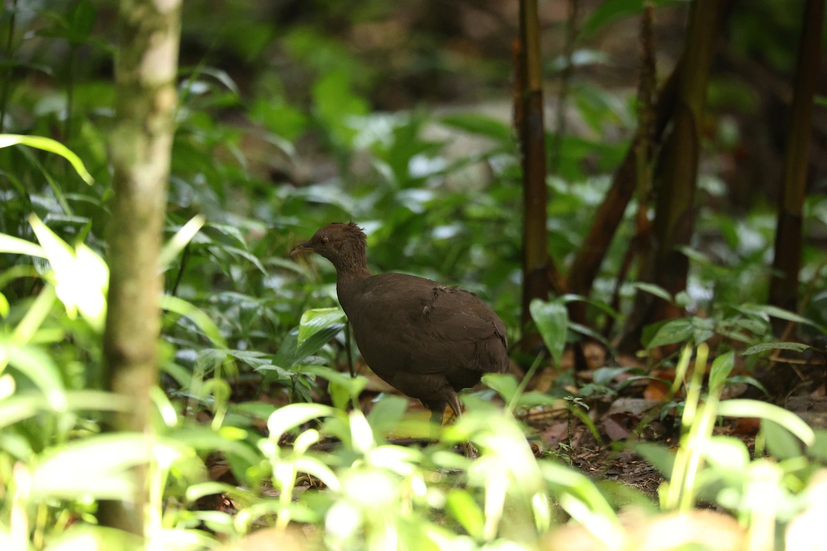 Cinereous Tinamou - ML627828793