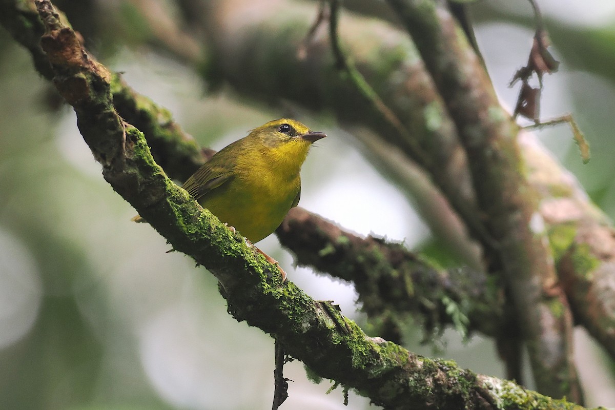 Cuzco Warbler - ML627828797