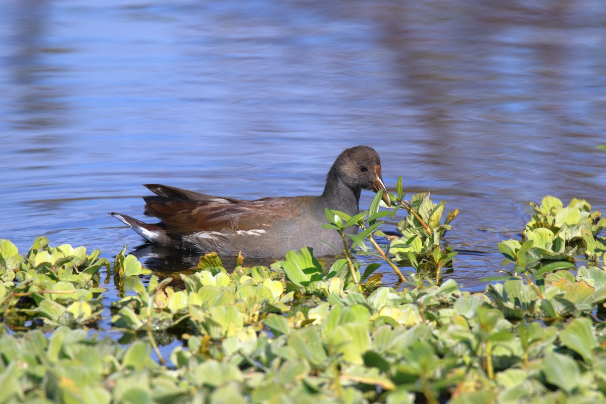 Common Gallinule - ML627828830