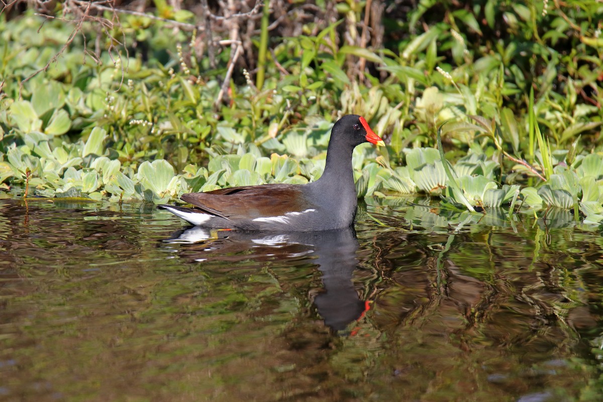 Common Gallinule - ML627828831