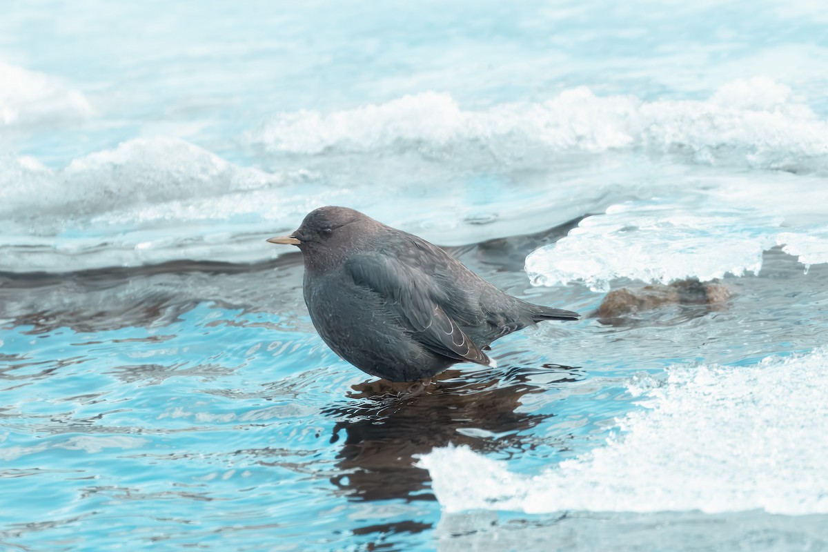 American Dipper - ML627828856