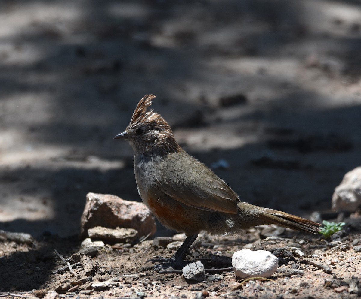 Crested Gallito - ML627828924