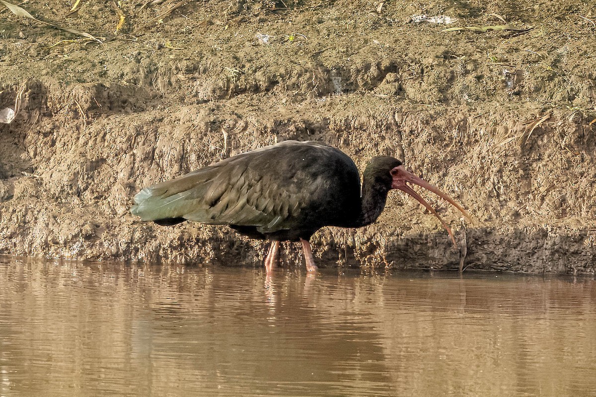 Bare-faced Ibis - ML627828928