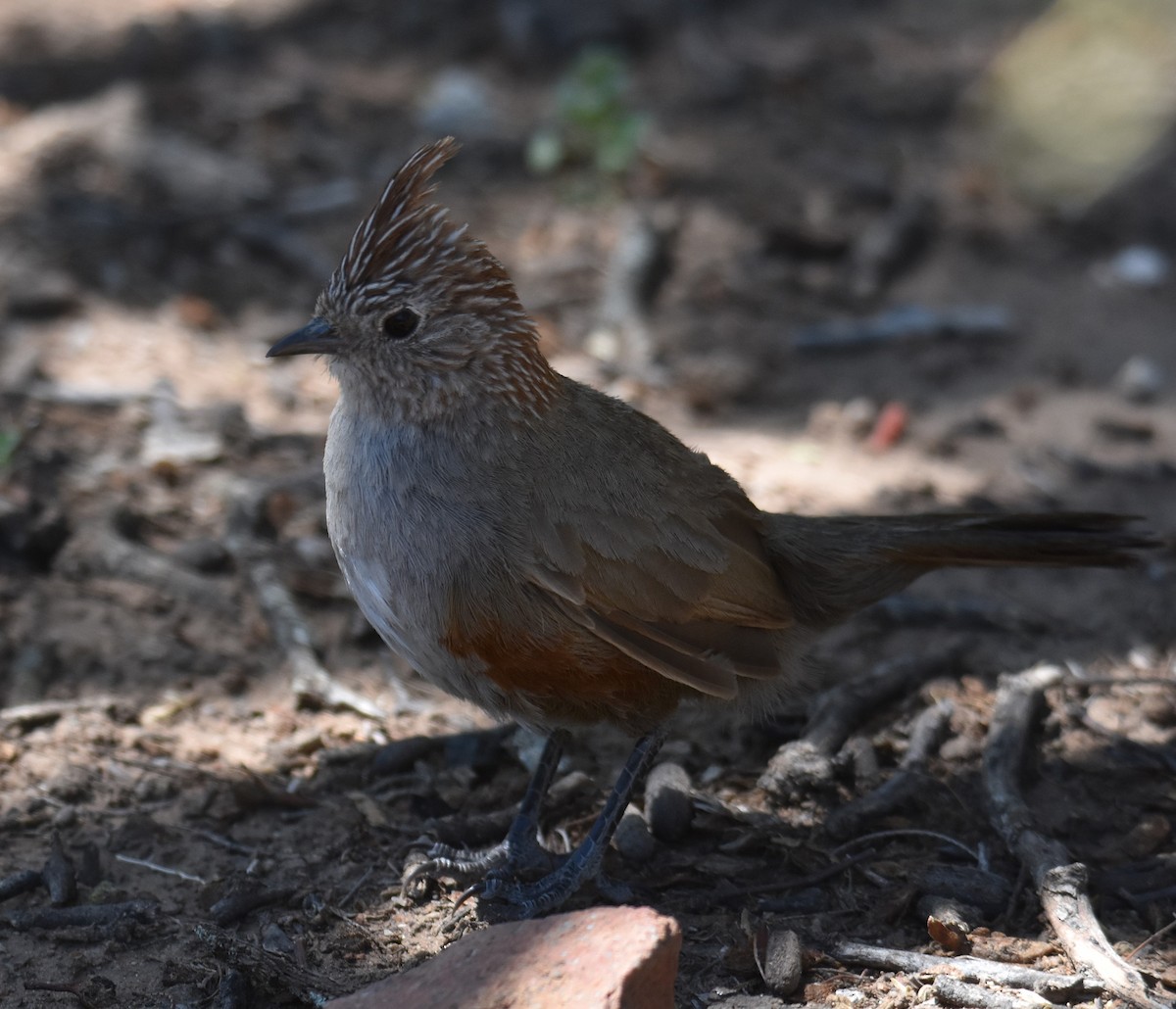 Crested Gallito - ML627828932