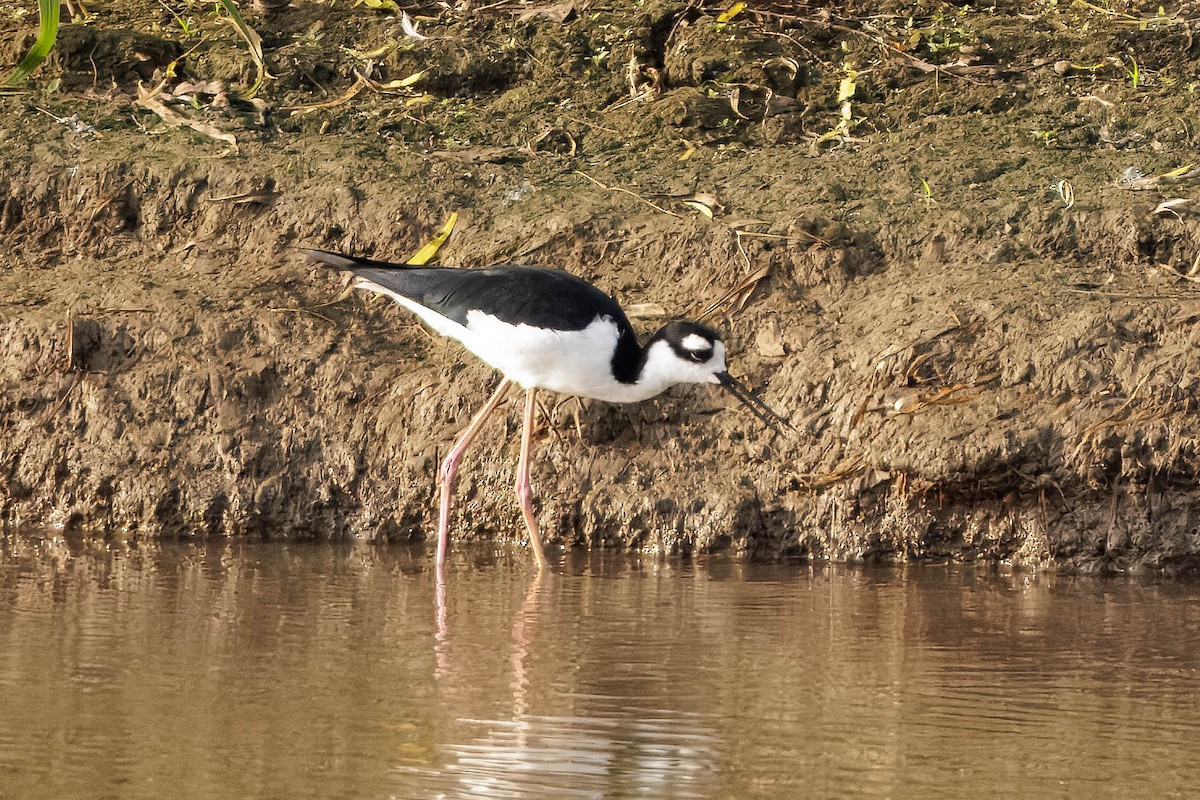 Black-necked Stilt - ML627828936