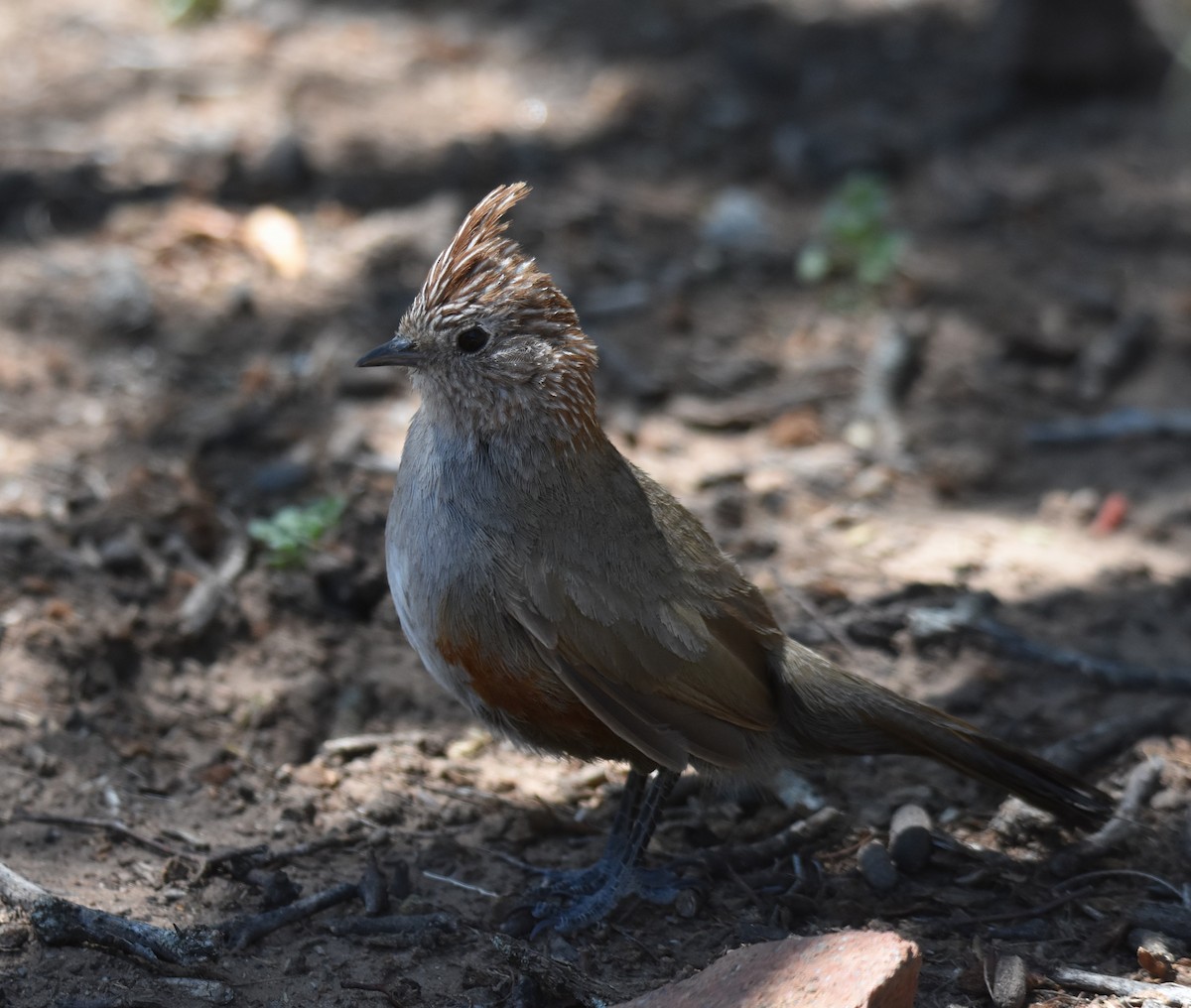 Crested Gallito - ML627828943