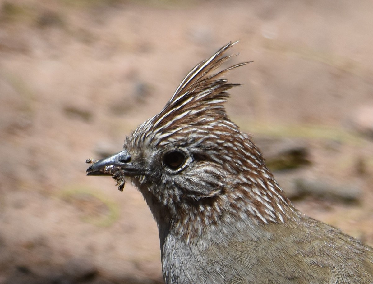 Crested Gallito - ML627828947