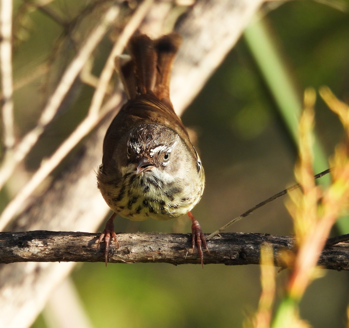 Spotted Scrubwren - ML627828976