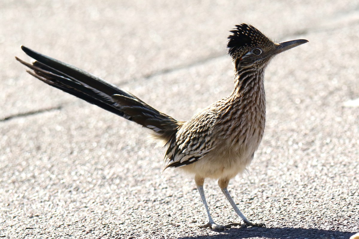 Greater Roadrunner - ML627829000