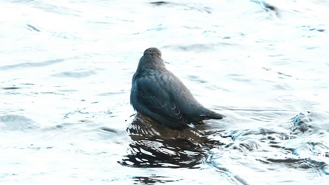 American Dipper - ML627829005