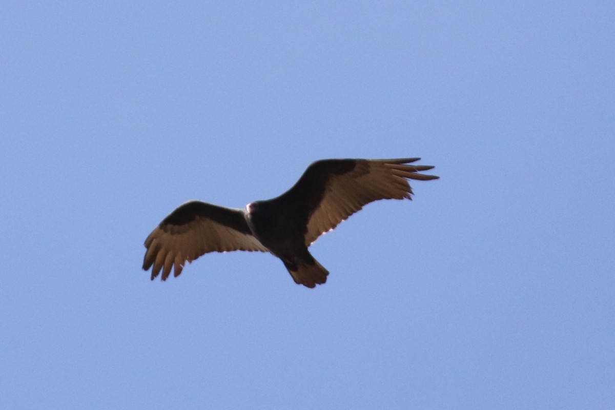 Turkey Vulture - ML627829007