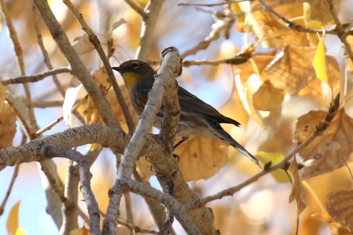 Yellow-rumped Warbler (Audubon's) - ML627829016
