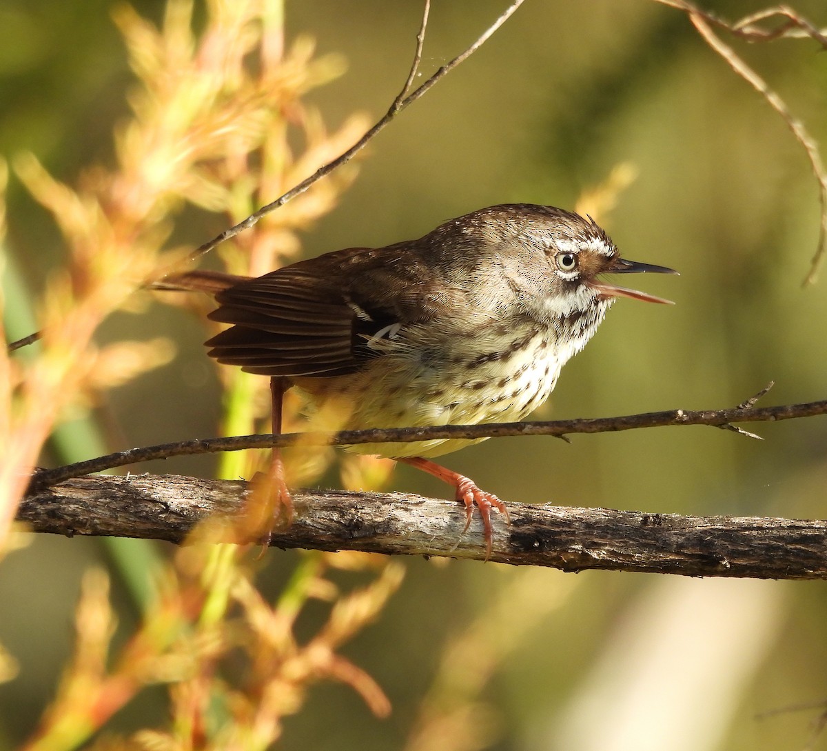 Spotted Scrubwren - ML627829062