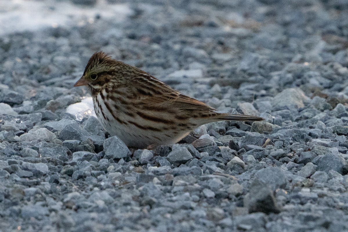 Savannah Sparrow - ML627829232