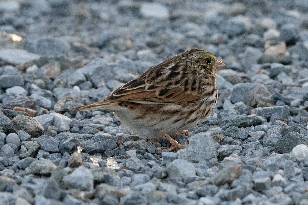 Savannah Sparrow - ML627829233