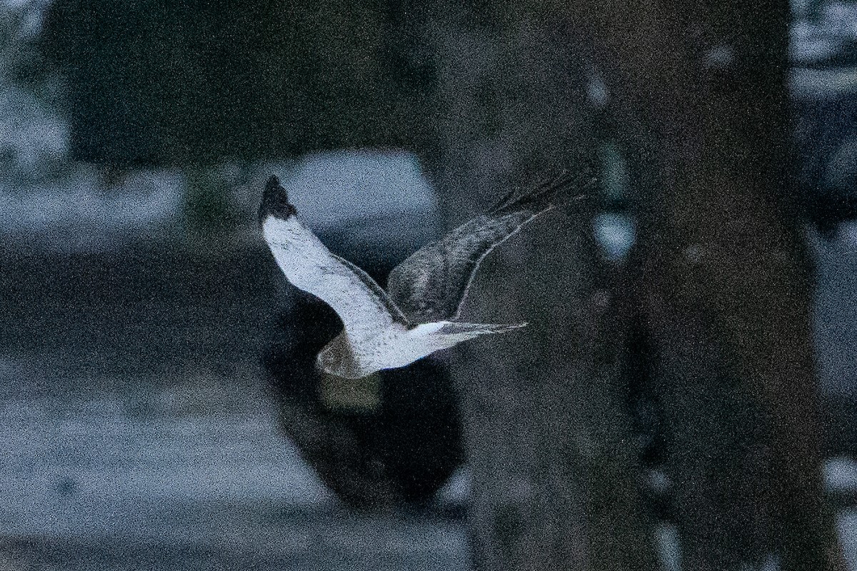 Northern Harrier - ML627829240