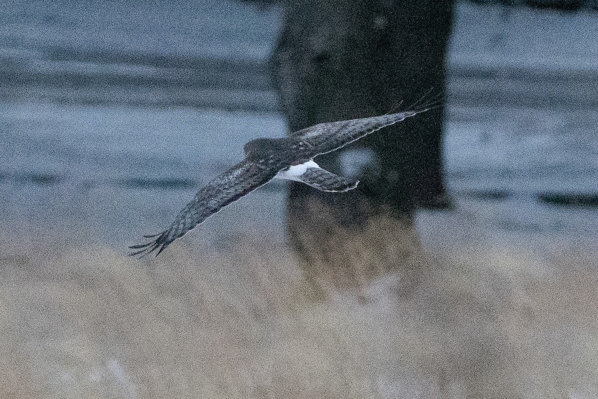 Northern Harrier - ML627829246