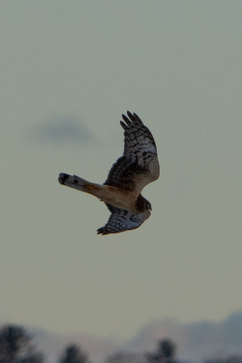 Northern Harrier - ML627829250