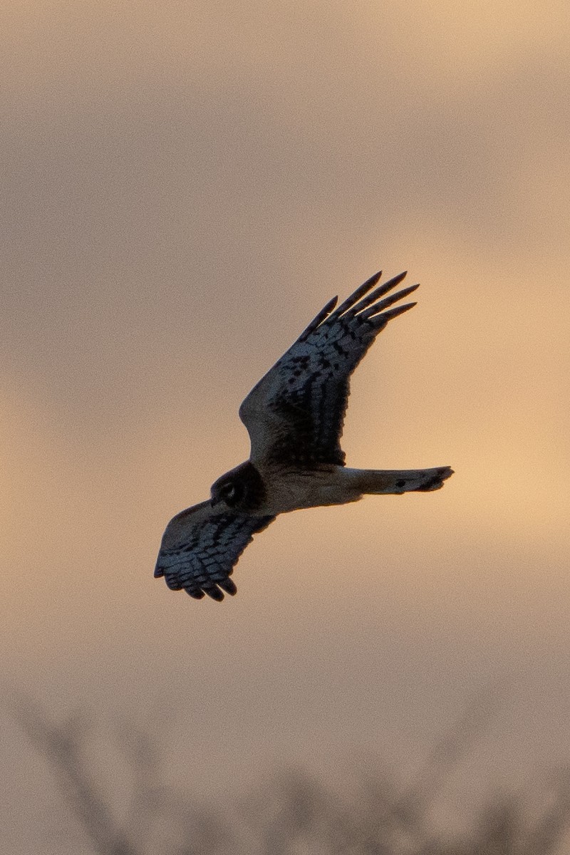 Northern Harrier - ML627829251