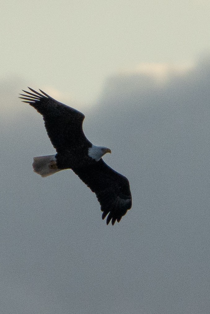 Bald Eagle - ML627829256