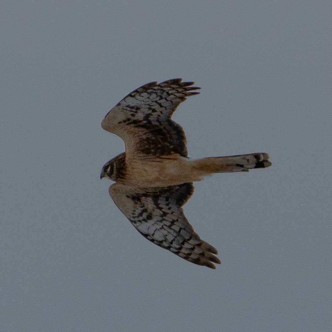 Northern Harrier - ML627829258