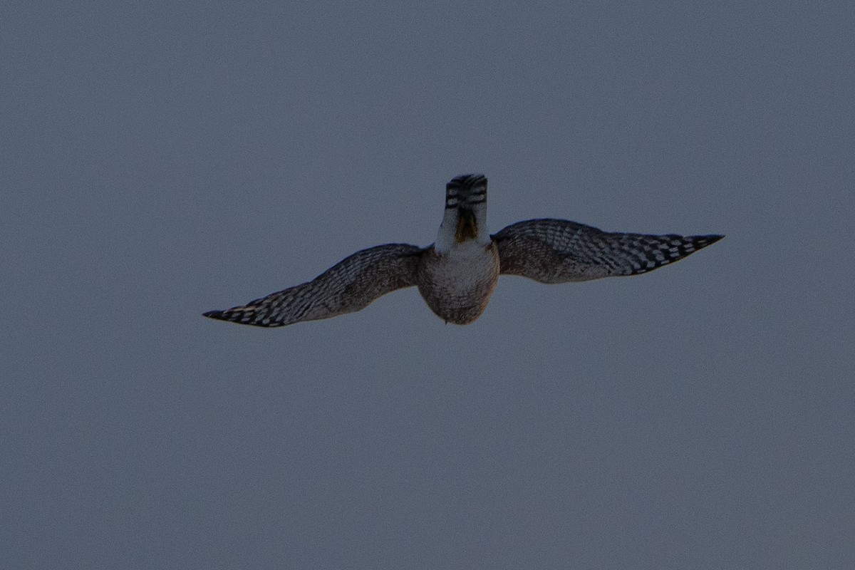 Cooper's Hawk - ML627829260