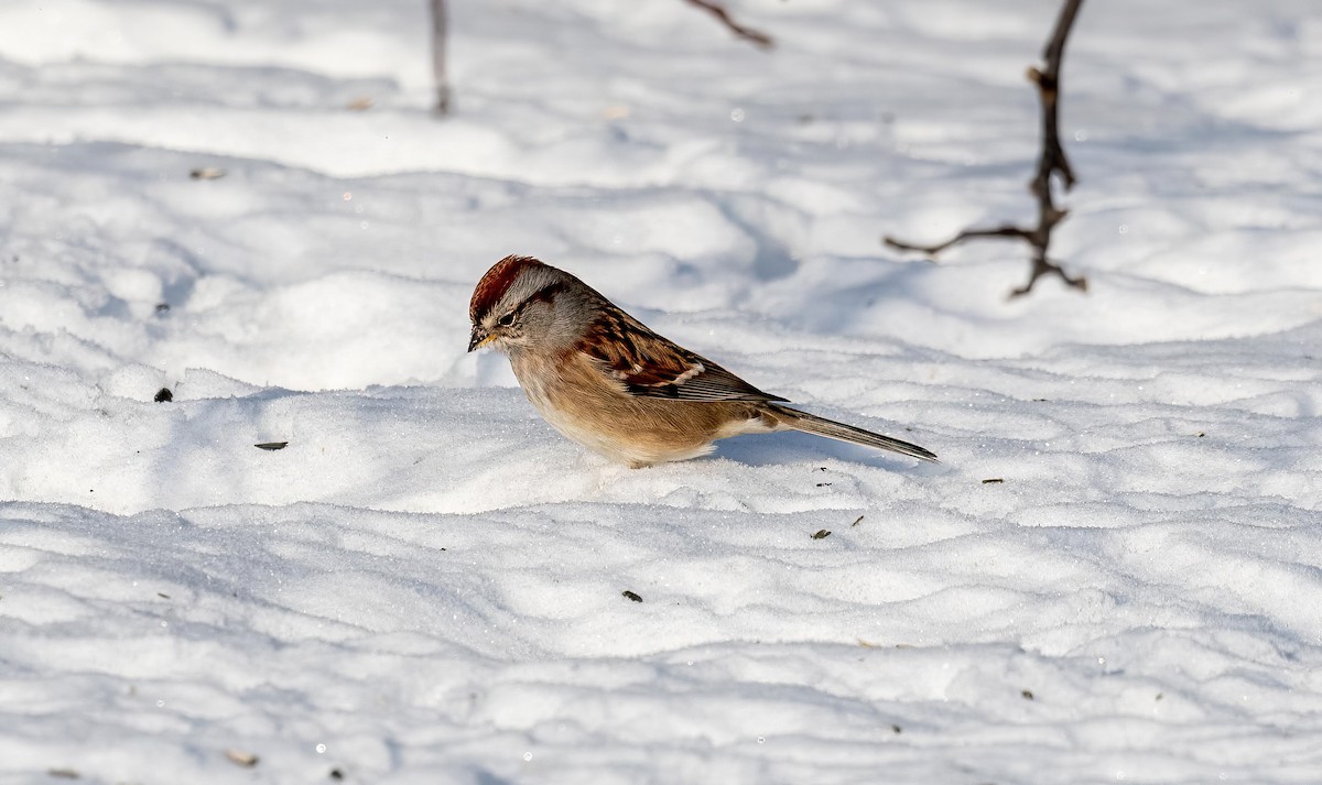 American Tree Sparrow - ML627829300