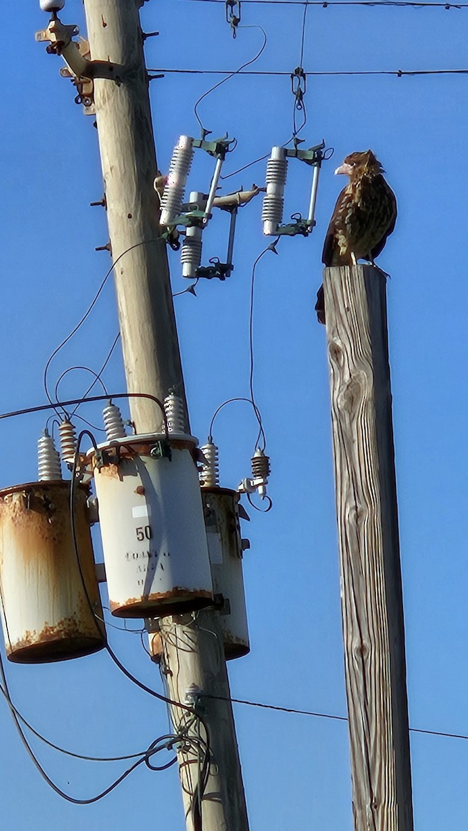 čimango žlutavý - ML627829325