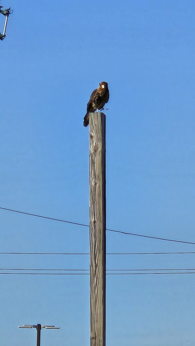 čimango žlutavý - ML627829346