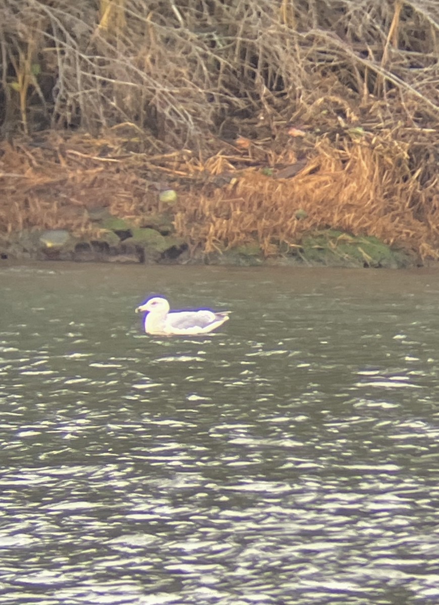 Ring-billed Gull - ML627829388