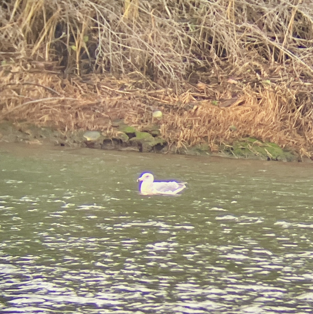 Ring-billed Gull - ML627829389