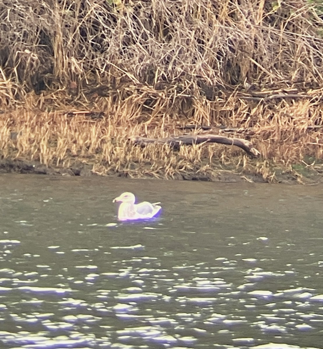 Ring-billed Gull - ML627829390