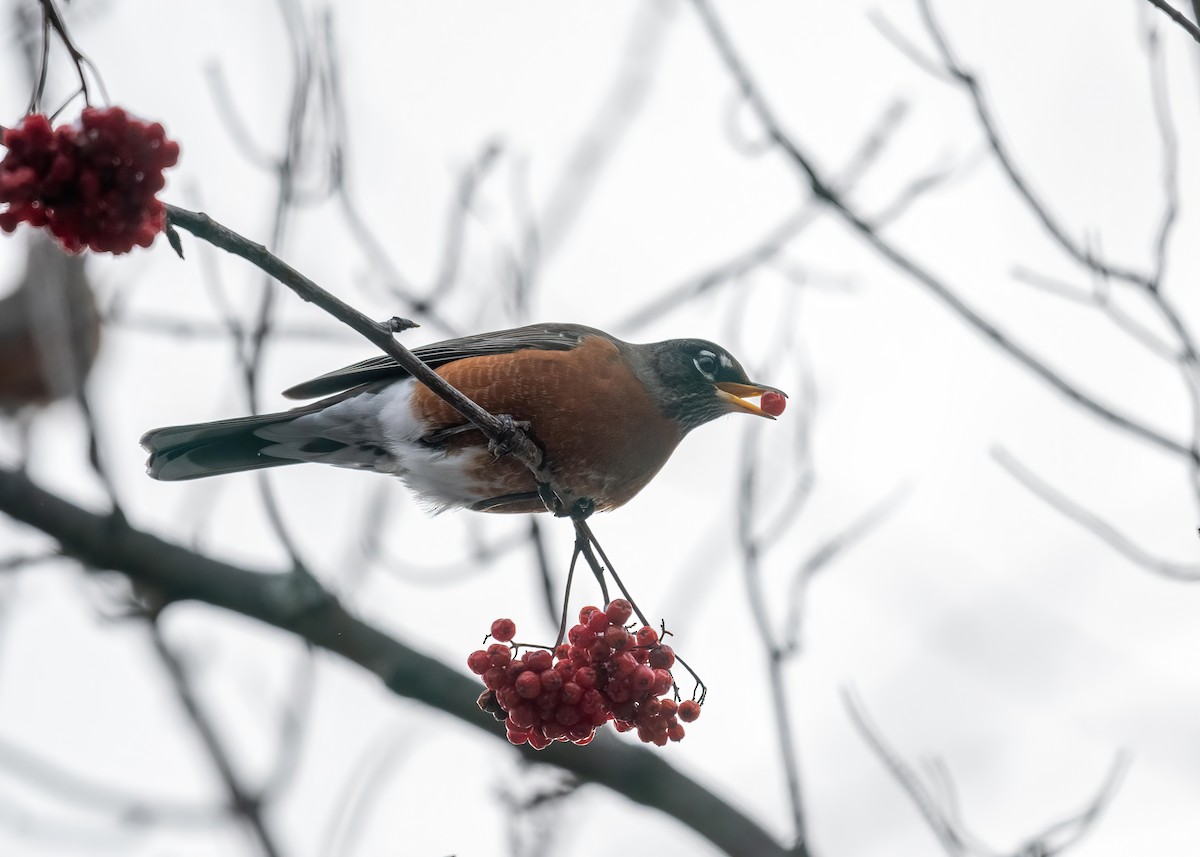 American Robin - ML627829395