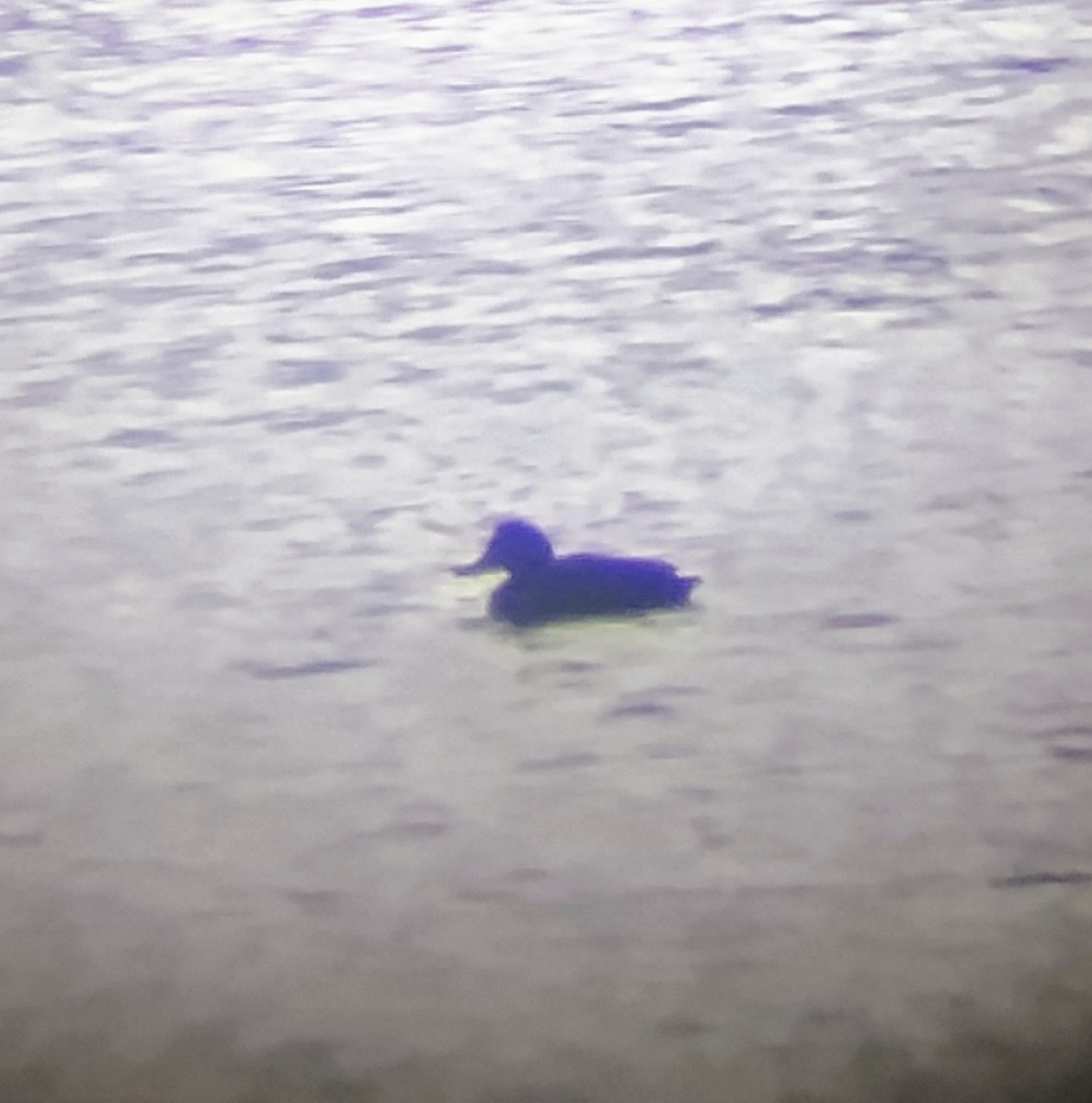 Greater Scaup - ML627829421