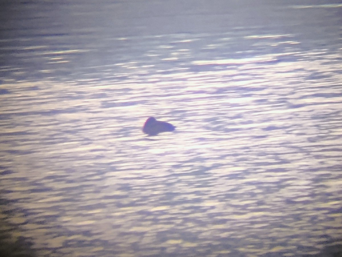 Greater Scaup - ML627829422