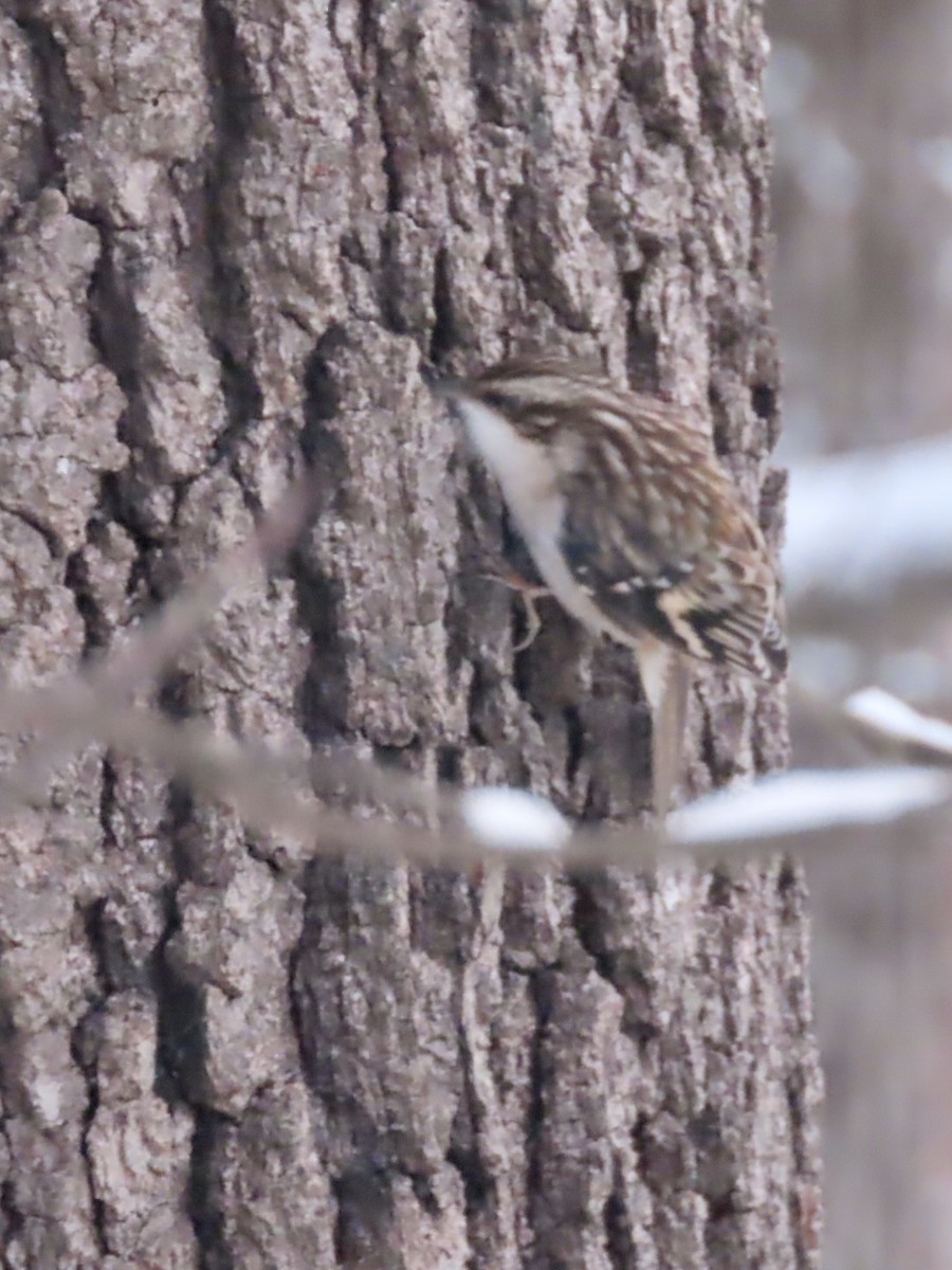 Brown Creeper - ML627829429