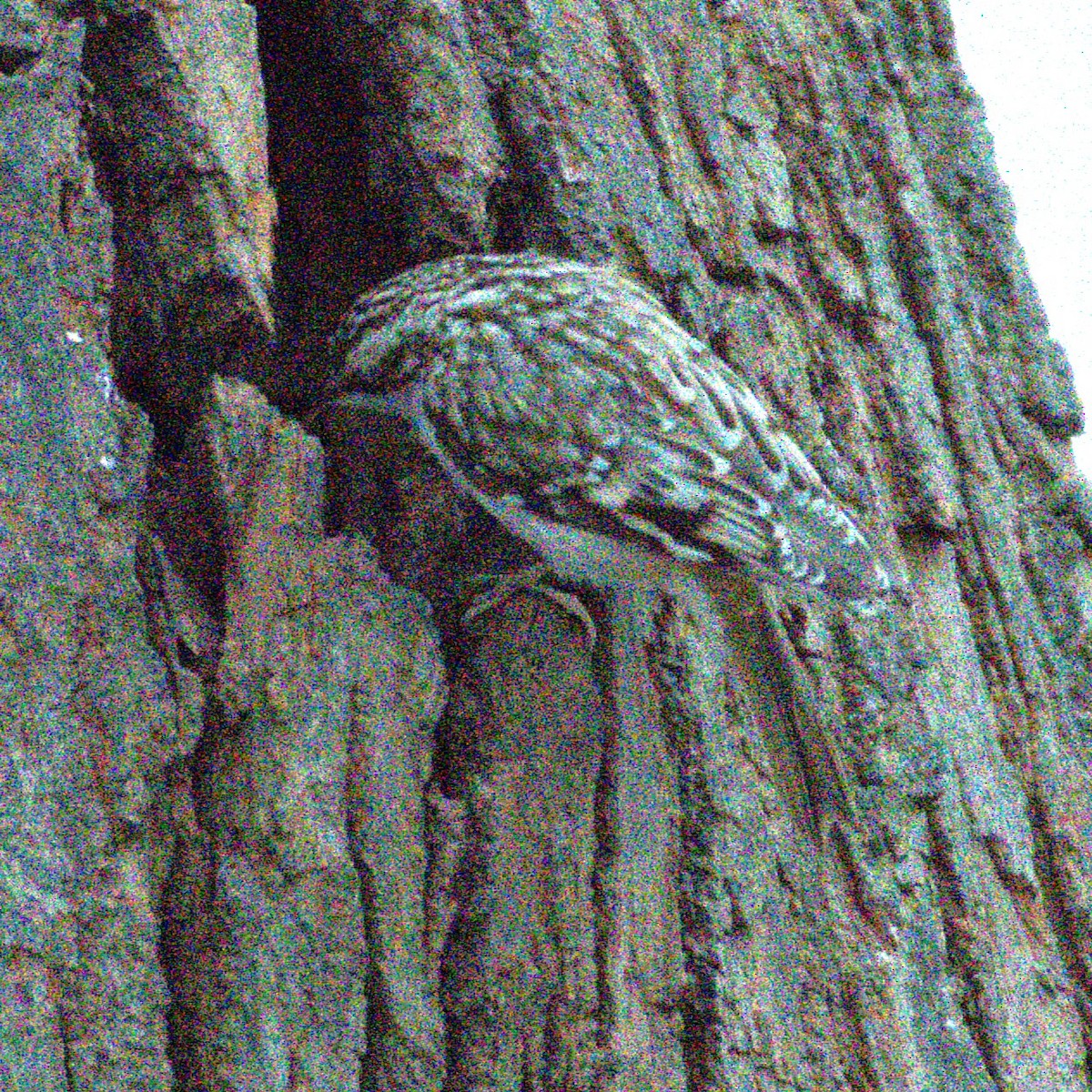 Brown Creeper - ML627829519