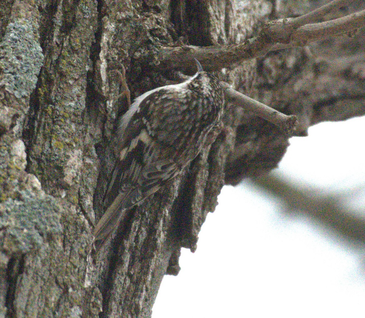 Brown Creeper - ML627829520