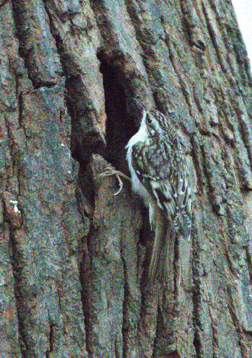 Brown Creeper - ML627829521