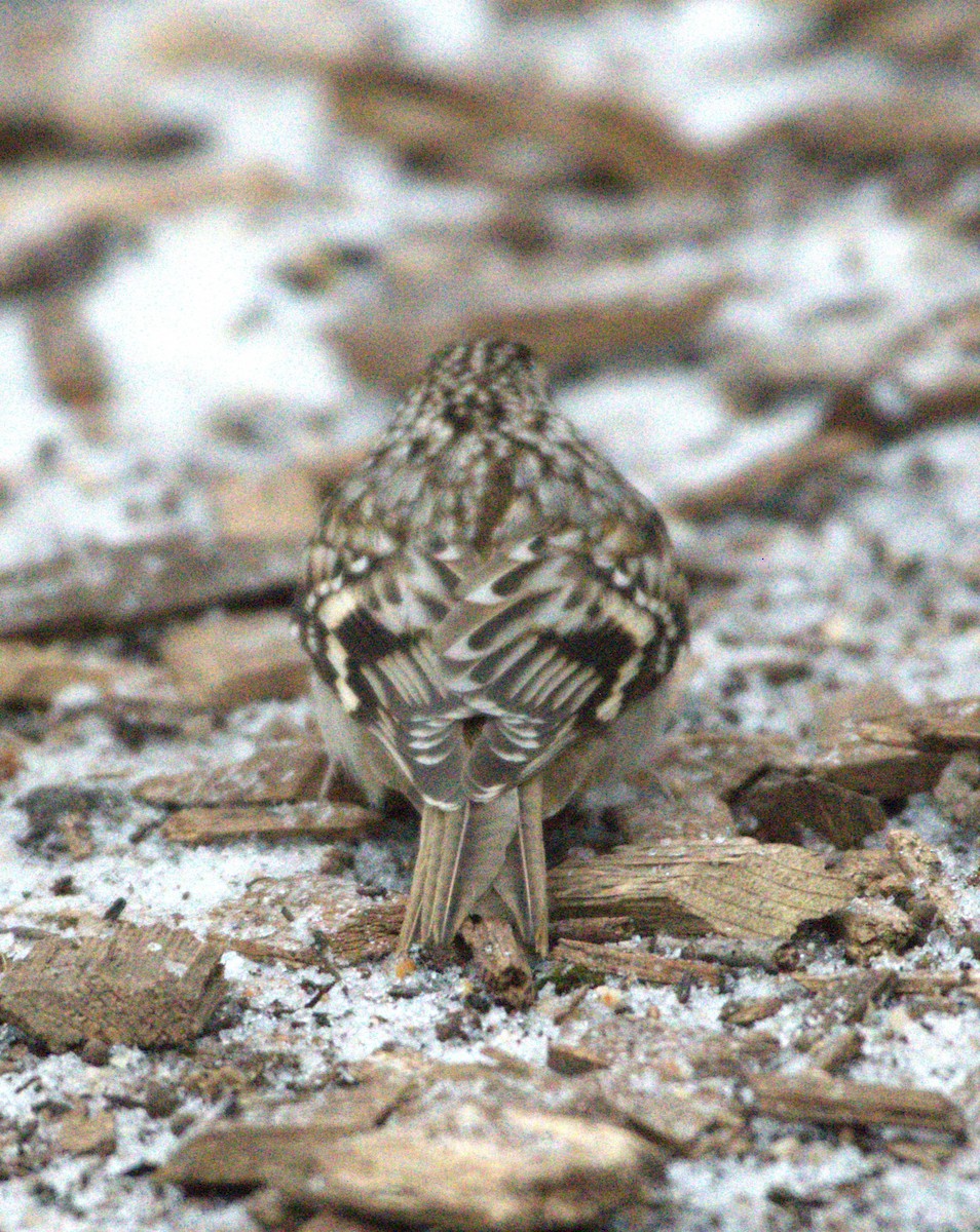 Brown Creeper - ML627829522