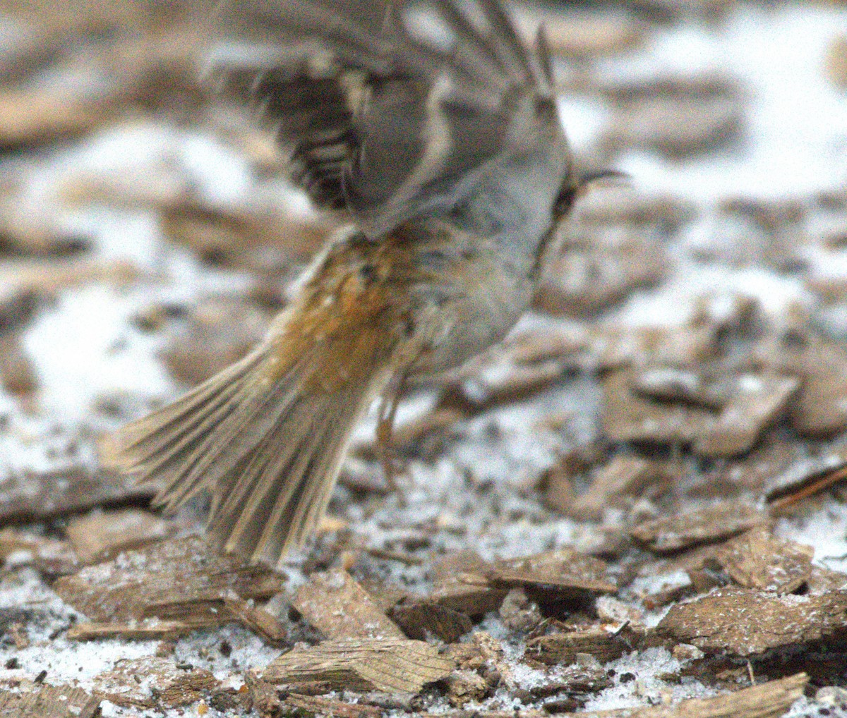 Brown Creeper - ML627829523