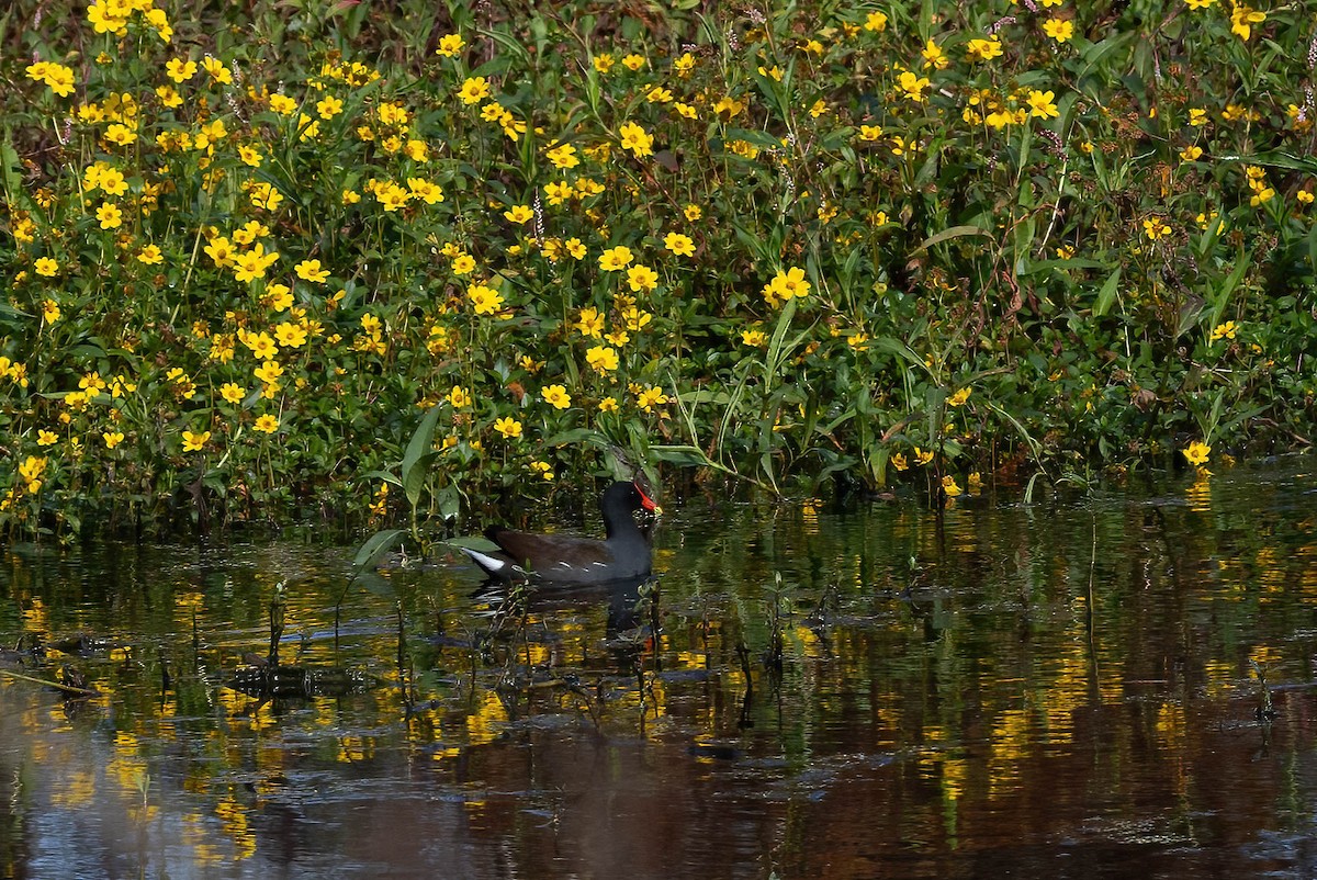 Common Gallinule - ML627829541