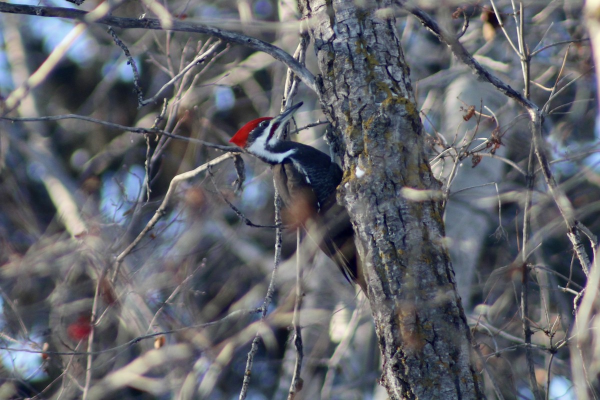 Pileated Woodpecker - ML627829633