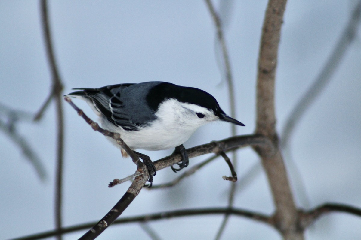 White-breasted Nuthatch (Eastern) - ML627829662